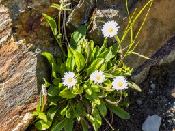Grossglocknergebiet - Blumen